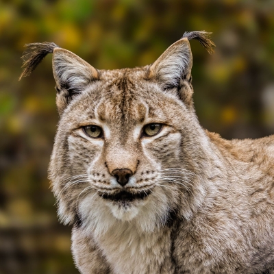 Lynx d'Eurasie - De Zonnegloed - Refuge pour animaux